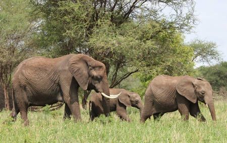 3 elephants